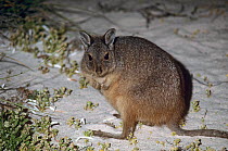 Rufous hare-wallaby or Western hare-wallaby (Lagorchestes hirsutus subsp.bernieri), Shark Bay UNESCO Natural World Heritage Site, Western Australia.