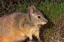 Rufous hare-wallaby or Western hare-wallaby (Lagorchestes hirsutus subsp.doreae), Shark Bay UNESCO Natural World Heritage Site, Western Australia.