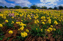Pom pom  everlasting daisies (Cephalipterum drummondii), Shark Bay UNESCO Natural World Heritage Site, Western Australia.