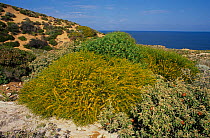 Plant biodiversity on stabilized coastal dunes with Shark Bay Rose (Diplolaena grandiflora) and Sandhill Wattle (Acacia ligulata) in the foreground, Shark Bay UNESCO Natural World Heritage Site, Weste...