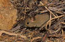 Greater stick-nest rat (Leporillus conditor), Shark Bay UNESCO Natural World Heritage Site, Western Australia. Endangered species reintroduced to Shark Bay.