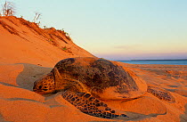 Green turtle (Chelonia mydas) female on beach to nest, Shark Bay UNESCO Natural World Heritage Site, Western Australia.