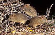 Greater stick-nest rat (Leporillus conditor) group of three,, Shark Bay UNESCO Natural World Heritage Site, Western Australia. Endangered species reintroduced to Shark Bay.