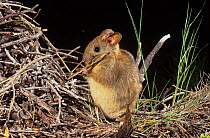 Greater Stick-nest Rat (Leporillus conditor), Shark Bay UNESCO Natural World Heritage Site, Western Australia. Endangered species reintroduced to Shark Bay.