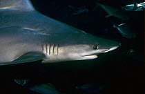 Blue shark (Prionace glauca) Shark Bay UNESCO Natural World Heritage Site, Western Australia.