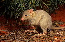 Burrowing bettong (Bettongia lesueur), Shark Bay UNESCO Natural World Heritage Site, Western Australia. An endangered species restricted to Shark Bay and Barrow Island
