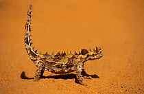 Thorny Devil (Moloch horridus), Shark Bay UNESCO Natural World Heritage Site, Western Australia.