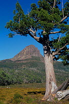 Barn Bluff with Pencil Pine (Athrotaxis cupressoides), Lake ST. Clair National Park, Tasmanian Wilderness UNESCO Natural World Heritage Site, Cradle Mountain, Tasmania, Australia.