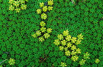 Cushion plant (Donatia sp.), Walls of Jerusalem National Park, Tasmanian Wilderness UNESCO Natural World Heritage Site, Tasmania, Australia. Endemic to Tasmanian alpine areas