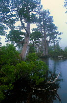 Artist Lake, Lake St. Clair National Park, Tasmanian Wilderness UNESCO Natural World Heritage Site, Cradle Mountain, Tasmania, Australia.