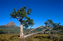 Barn Bluff with Pencil Pine, Lake St. Clair National Park, Tasmanian Wilderness UNESCO Natural World Heritage Site, Cradle Mountain, Tasmania, Australia.