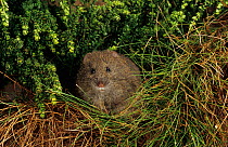 Broad-toothed rat (Mastacomys fuscus), Franklin-Gordon Wild Rivers National Park, Tasmanian Wilderness UNESCO Natural World Heritage Site, Tasmania, Australia.