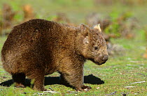 Common wombat (Vombatus ursinus), Cradle Mountain-Lake St Clair National Park, Tasmanian Wilderness UNESCO Natural World Heritage Site, Tasmania, Australia.