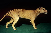 Thylacine (Thylacinus cynocephalus) taxidermy model, Tasmanian Wilderness UNESCO Natural World Heritage Site, Tasmania, Australia. Extinct