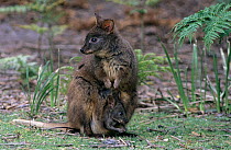 Tasmanian pademelon (Thylogale billardierii) mother with joey in pouch. Mount Field National Park, Tasmanian Wilderness UNESCO Natural World Heritage Site, Tasmania, Australia. Restricted to Tasmania