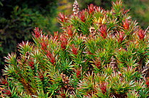 Scoparia (Richea scoparia), Walls of Jerusalem National Park, Tasmanian Wilderness UNESCO Natural World Heritage Site, Tasmania, Australia.