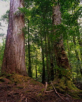 Cold Temerate Rainforest, Mount Field National Park, Tasmanian Wilderness UNESCO Natural World Heritage Site, Tasmania, Australia.