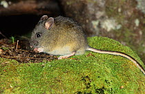 Long-tailed mouse (Pseudomys higginsi), Cradle Mountain-Lake St Clair National Park, Tasmanian Wilderness UNESCO Natural World Heritage Site, Tasmania, Australia.
