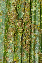 Giant spiny rainforest katydid (Phricta spinosa) camouflaged, Palmerston National Park, Wet Tropics of Queensland UNESCO Natural World Heritage Site, Queensland, Australia.