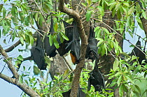 Black fruit bat (Pteropus alecto) colony at rest, Daintree River National Park, Wet Tropics of Queensland UNESCO Natural World Heritage Site, Queensland, Australia.