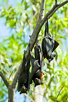 Black fruit bat  (Pteropus alecto) colony at rest, Daintree River National Park, Wet Tropics of Queensland UNESCO Natural World Heritage Site, Queensland, Australia.