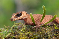 Chameleon gecko (Carphodactylus laevis), Lake Barrine, Crater Lakes National Park, Wet Tropics of Queensland UNESCO Natural World Heritage Site, Queensland, Australia. Endemic to Wet Tropics of Queens...