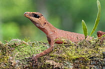 Chameleon gecko (Carphodactylus laevis), Lake Barrine, Crater Lakes National Park, Wet Tropics of Queensland UNESCO Natural World Heritage Site, Queensland, Australia. Endemic to Wet Tropics of Queens...