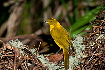 Newton's golden bowerbird (Prionodura newtoniana) male, Daintree River National Park, Wet Tropics of Queensland UNESCO Natural World Heritage Site, Queensland, Australia. Endemic to the Wet Tropics of...