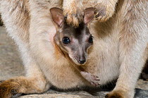 Mareeba rock wallaby (Petrogale mareeba) joey in pouch, Bellenden Kerr National Park, Wet Tropics of Queensland UNESCO Natural World Heritage Site, Queensland, Australia. Endemic to the Wet Tropics of...
