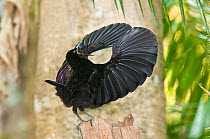 Victoria's riflebird (Ptiloris victoriae) male displaying, Wooroonooran National Park, Wet Tropics of Queensland UNESCO Natural World Heritage Site, Queensland, Australia. Endemic to Wet Tropics of Qu...