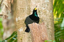 Victoria's riflebird (Ptiloris victoriae), Wooroonooran National Park, Wet Tropics of Queensland UNESCO Natural World Heritage Site, Queensland, Australia. Endemic to Wet Tropics of Queensland