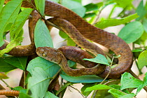 Brown tree snake (Boiga irregularis), Wallamans Falls, Girringun National Park, Wet Tropics of Queensland UNESCO Natural World Heritage Site, Queensland, Australia.