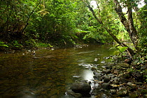 River in tropical rainforest of Daintree National Park, Wet Tropics of Queensland UNESCO Natural World Heritage Site, Queensland, Australia.