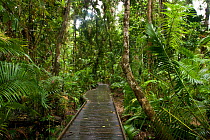 Board walk through tropical rainforest, Daintree National Park, Wet Tropics of Queensland UNESCO Natural World Heritage Site, Queensland, Australia.