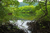 Daintree River with tropical rainforest, Daintree National Park, Wet Tropics of Queensland UNESCO Natural World Heritage Site, Queensland, Australia.