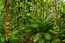 Tropical Rainforest, Daintree National Park, Wet Tropics of Queensland UNESCO Natural World Heritage Site, Queensland, Australia.