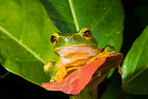 Dainty green tree frog (Litoria gracilenta), Wallamans Falls, Girringun National Park, Wet Tropics of Queensland UNESCO Natural World Heritage Site, Queensland, Australia.