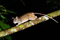 Giant white tailed rat (Uromys caudimaculatus) at night, Herbert River, Girringun National Park, Wet Tropics of Queensland UNESCO Natural World Heritage Site, Queensland, Australia.