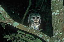 Lesser sooty owl (Tyto multipunctata) at night, Dagmar Range section, Daintree River National Park, Wet Tropics of Queensland UNESCO Natural World Heritage Site, Queensland, Australia. Endemic to the...