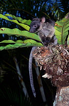 Lumholtz's tree kangaroo (Dendrolagus lumholtzi) juvenile in tree at night, Lake Barrine, Crater Lakes National Park, Wet Tropics of Queensland UNESCO Natural World Heritage Site, Queensland, Australi...
