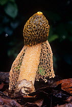 Maiden veil fungus (Phallus indusiatus), Eubenangee Swamps National Park, Wet Tropics of Queensland UNESCO Natural World Heritage Site, Queensland, Australia.