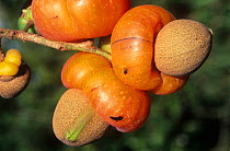 Native cashew (Semecarpus australiensis), Lake Eachem, Crater Lakes National Park, Wet Tropics of Queensland UNESCO Natural World Heritage Site, Queensland, Australia.