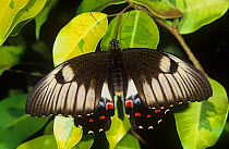 Orchard butterfly (Papilio aegeus subsp. aegeus), Lake Barrine, Crater Lakes National Park, Wet Tropics of Queensland UNESCO Natural World Heritage Site, Queensland, Australia.