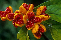 Rough fruit pittosporum (Pittosporum revolutum) fruit, Lake Eachem, Crater Lakes National Park, Wet Tropics of Queensland UNESCO Natural World Heritage Site, Queensland, Australia.