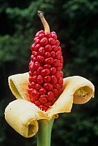 Cunjevoi (Alocasia brisbanensis) berries, Cape Tribulation National Park, Wet Tropics of Queensland UNESCO Natural World Heritage Site, Queensland, Australia.