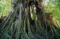 Curtain fig (Ficus microcarpa), Curtain Fig National Park, Wet Tropics of Queensland UNESCO Natural World Heritage Site, Queensland, Australia.
