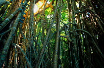 Curtain fig (Ficus microcarpa), Curtain Fig National Park, Wet Tropics of Queensland UNESCO Natural World Heritage Site, Queensland, Australia.