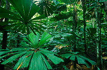 Fan Palms (Licuala ramsayi), in tropical rainforest, Daintree National Park, Wet Tropics of Queensland UNESCO Natural World Heritage Site, Queensland, Australia.