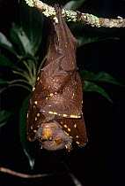Eastern tube-nosed bat (Nyctimene robinsoni), Hinchingbrook Island National Park, Wet Tropics of Queensland UNESCO Natural World Heritage Site, Queensland, Australia.