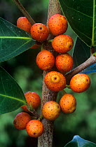 Figwood (Ficus virgata) fruits, Daintree River National Park, Wet Tropics of Queensland UNESCO Natural World Heritage Site,Queensland, Australia.
